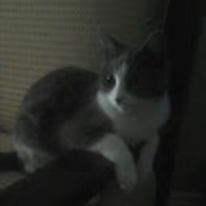 Meet your Posher, Ester